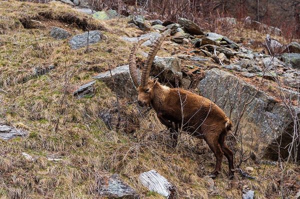 Pitamitz, Sergio 아티스트의 Alpine ibex-capra ibex-Valsavarenche-Gran Paradiso National Park-Aosta Valley-Italy작품입니다.